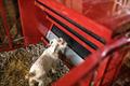 EL FEEDER GOAT CREEP 650LB(TARTER) - Image 3